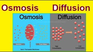 Diffusion vs Osmosis  Simple Explanation  2024 [upl. by Ueihtam]