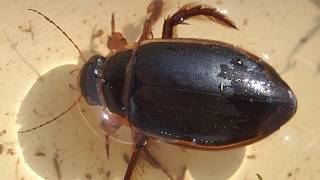 Group 21 Water Beetles adults and larvae Dytiscus marginalis adult male Great Diving Beetle [upl. by Aicilaana]