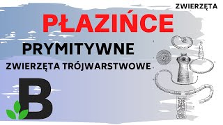 Płazińce  prymitywne ZWIERZĘTA trójwarstwowe  KOREPETYCJE z BIOLOGII  311 [upl. by Maida]