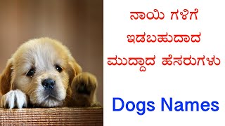 Top 10 Best MALE Dog Names Ideas 20242025  Unique amp Cute Boy Dog Names [upl. by Eindys671]