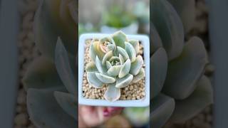 Echeveria Runyonii Variegated echeveria varigated succulent succulentvarieties plants [upl. by Ydieh]