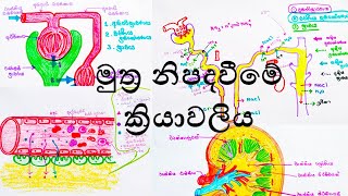 මුත්‍ර නිපදවීමේ ක්‍රියාවලිය Process of Urine Formation  By Deshika Chathurani [upl. by Suellen679]