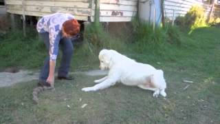 Maremma sheepdogs do not fetch [upl. by Schuman]