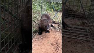 Actual fisher cat vocalization sounds [upl. by Anikram136]