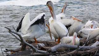 Pelicans in the Assiniboine River [upl. by Anaeg]