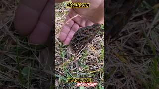 morille morel morchella mushrooms morchel champignons funghi 2024 asmr nature [upl. by Calvano]