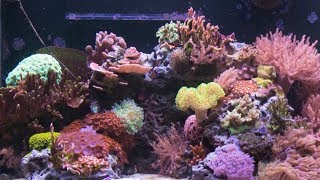 7 Months of Coral Growth in 30 Seconds [upl. by Adrahs573]