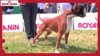 Royal Canin Boxer [upl. by Odetta434]