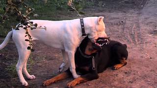 Dogo argentino vs rottwailer [upl. by Laresa84]