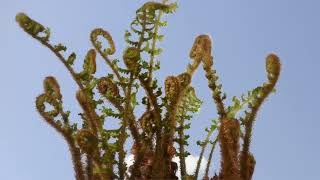 Fern crosiers unfurling time lapse Dryopteris affinis cristata The King 4K fernstimelapseking [upl. by Mairb]