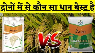 दोनों में से कौन सा धान बेस्ट है  arize 6444 gold dhan  arize 6444  arize 6444 paddy seeds [upl. by Anestassia]