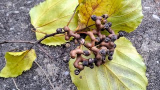 Japanese Raisin Tree  eating Hovenia dulcis [upl. by Nyrac218]