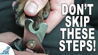 Dont Skip These 4 Stages For Dog Nail Trimming [upl. by Udell]