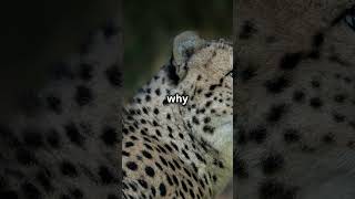 Cheetahs Cant Roar 🐆 Discover Their Unique Sounds shorts facts random [upl. by Nnyliak294]