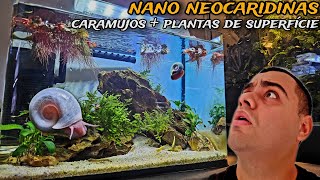 ADICIONEI UMA PLANTA DE SUPERFÍCIE E VÁRIOS CARAMUJOS NO AQUÁRIO DE NEOCARIDINAS [upl. by Nanah]