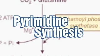 Pyrimidine Synthesis Denovo synthesis of Pyrimidine Pyrimidine Biosynthesis Pyrimidine Metabolism [upl. by Natsyrt934]