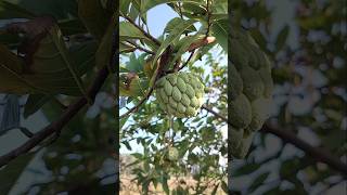 HARVESTING CUSTARD APPLE harvesting custardapple fruit [upl. by Cleres53]