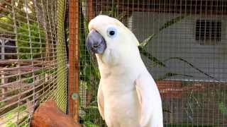 Cockatoo Parrot Talking Waving Dancing amp Singing  Bird Gardens of Naples [upl. by Stone]