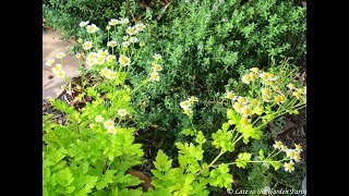 Propiedades y Beneficios de la Matricaria o Magarza Tanacetum parthenium [upl. by Ramso740]