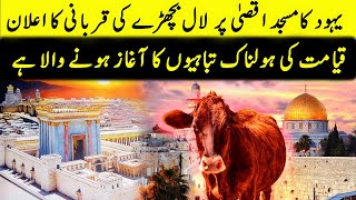 Yahoodion Ki Laal Bachray Ki Qurbani aur HaikaleSulemani Ki Tameer [upl. by Neik]