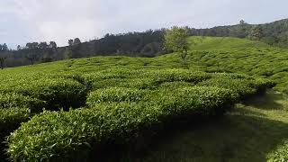 Hungerford Estate Nilgiris District [upl. by Atteroc]