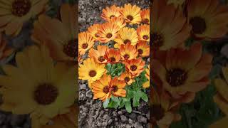 Osteospermum Orange Orbit Shorts Osteospermumflower flowers [upl. by Ravel]