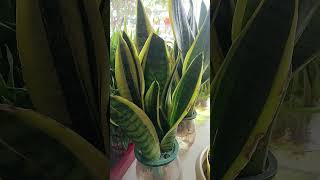 indoorplants unigrowgardenshop unigrownursery [upl. by Htiel572]