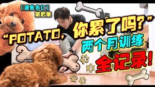 堅持兩個月對Potato說你累了嗎？你覺得他會躺下嗎？訓練全記錄！【波爹多仁04】 [upl. by Anwahsad984]