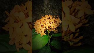 Thetti✿ Ixora Coccinea💛 vaada vaada paiya bgm Jeeva yellow flower edit homegarden InShot [upl. by Aihsiyt]