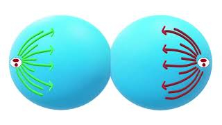 Mitotic Cell Division Explained Phases Process and Importance in Biology [upl. by Gianina555]