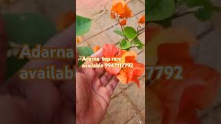 Adarna top rare bougain villa available 9947117792 [upl. by Venable590]