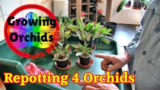 Repotting 4 Orchids Together [upl. by Sheffy]