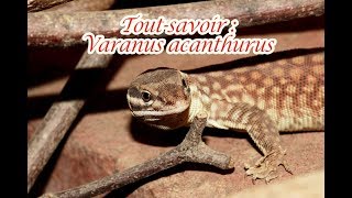 Tout savoir  Varanus acanthurus [upl. by Anilram718]