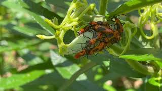 Red milkweed beetle on orange milkweed [upl. by Gans409]