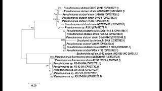 How To Make A Phylogenetic Tree From DNA Sequences  MEGA X Tutorial 👨🏻‍💻🧬 [upl. by Tnafni564]