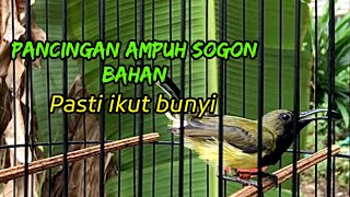 PANCINGAN UNTUK BURUNG BAHAN [upl. by Nitnilc]