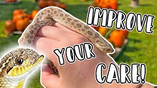 Improve Your Hognose Snake Care with 5 Easy Steps  Do This With Your Set Up [upl. by Ahsinwad]