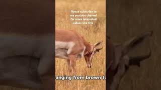 Antelopes antelope antelopes antelopevalley antelopecanyon antelopes antelopevalley [upl. by Myer485]