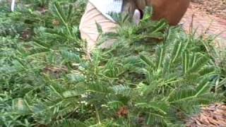 Cephalotaxus ground cover for the shade with Jacksonville landscaper Larry ONeil [upl. by Lacym]