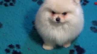 Pomeranian Zwergspitz Welpen   11 Wochen Alt [upl. by Akemed]