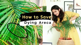 How to Save a Dying Areca Palm [upl. by Nuavahs495]