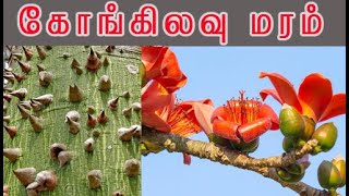 Bombax malabaricum  முள்ளிலவு மருத்துவம் கொங்கிளவு மருத்துவம் Malabar silkcotton tree [upl. by Avron]