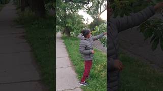 💥 Canadaல cherry 🍒 tree⁉️shortsfeed canadiantamilvlogs canadiantamil [upl. by Nolyar]