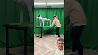 Dog green screen funny dog memes stitch comedy [upl. by Tiga]