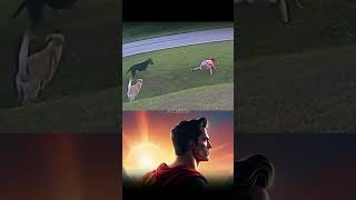 DOG SAVES KID starman superman trending  SHORTS haha superhero dccomics viralvideo [upl. by Erastus]