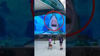 Regarde ce requin dans un immense aquarium impressionnant music beats chill humour [upl. by Garling879]