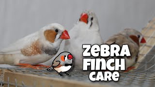 Zebra Finch Care For Beginners [upl. by Tedric]