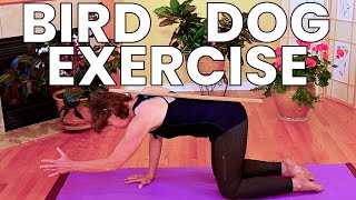 Bird Dog Exercise for Beginners [upl. by Biancha]