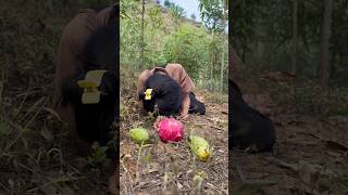 Falling down hurts so much shorts bushcraft outdoor viralvideo survival camping forest [upl. by Suellen]