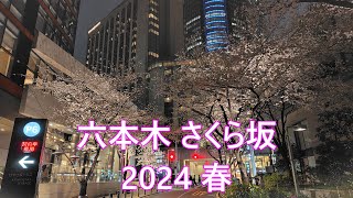 六本木 さくら坂 2024 春 満開夜桜 [upl. by Willcox83]